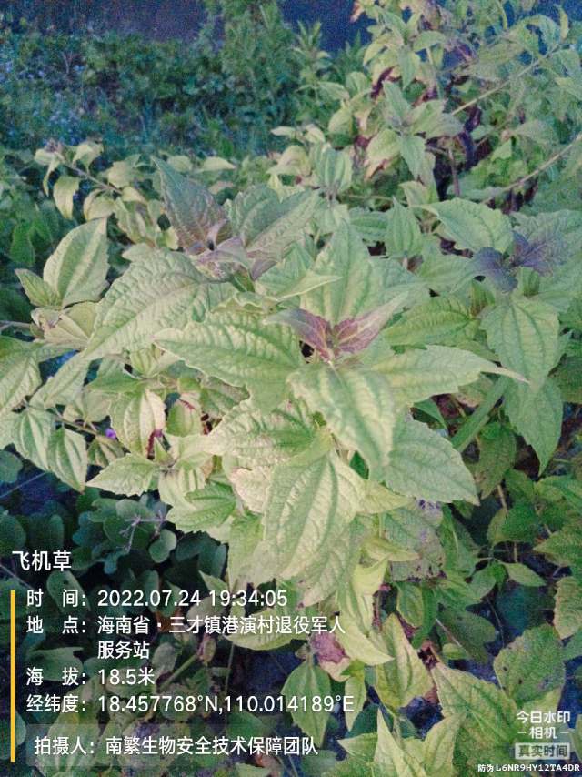 飞机草