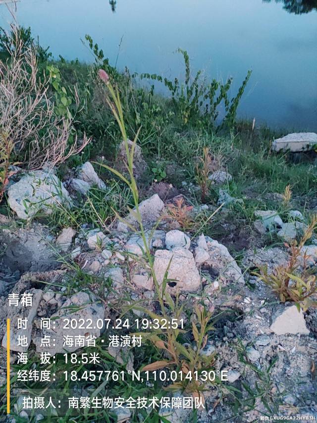 青葙
