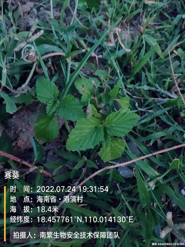 赛葵