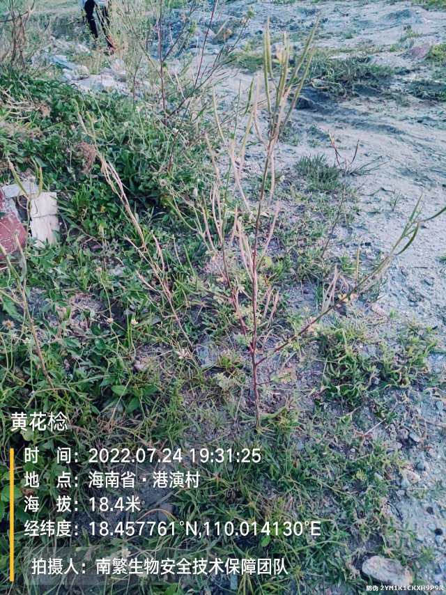 黄花棯