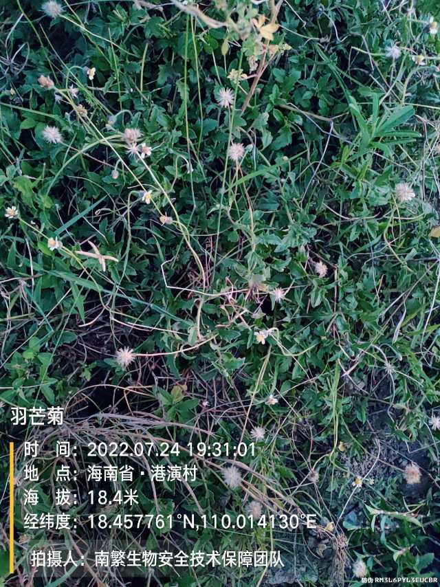 羽芒菊