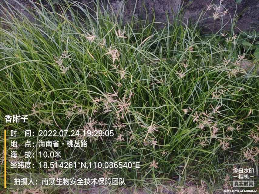 香附子