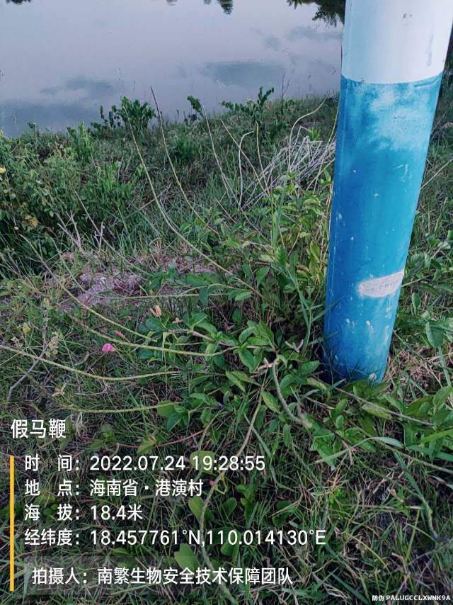 假马鞭