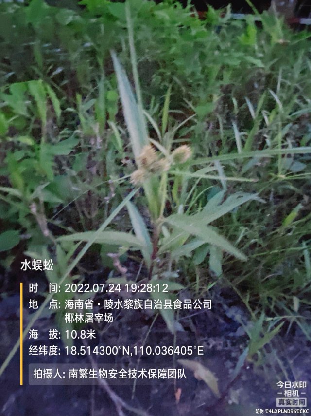 水蜈蚣