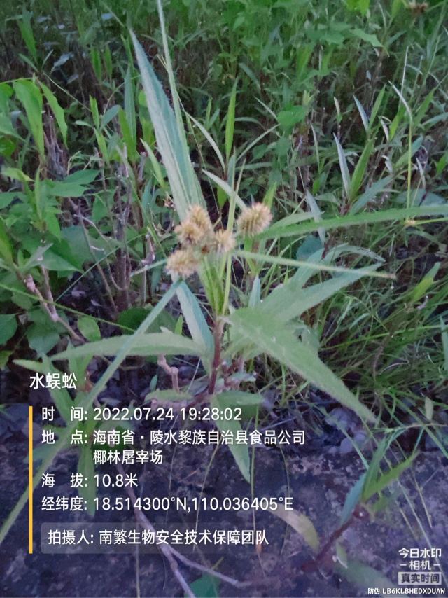 水蜈蚣
