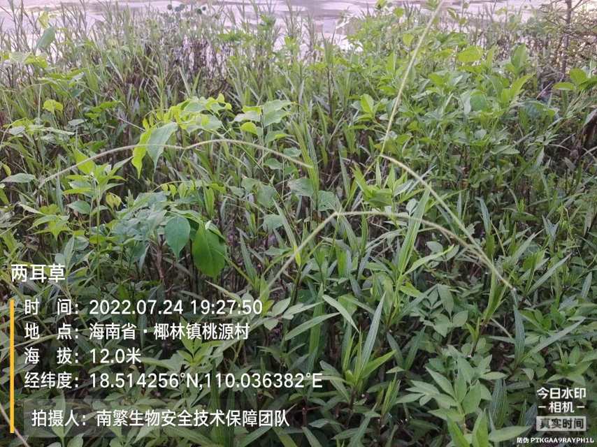 两耳草