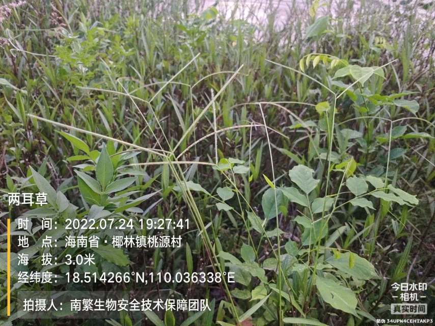 两耳草