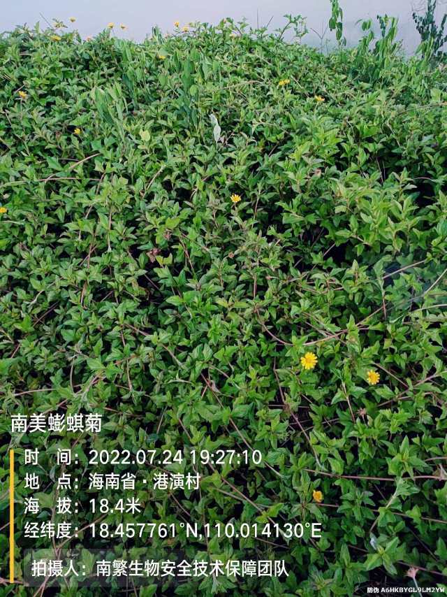 南美蟛蜞菊