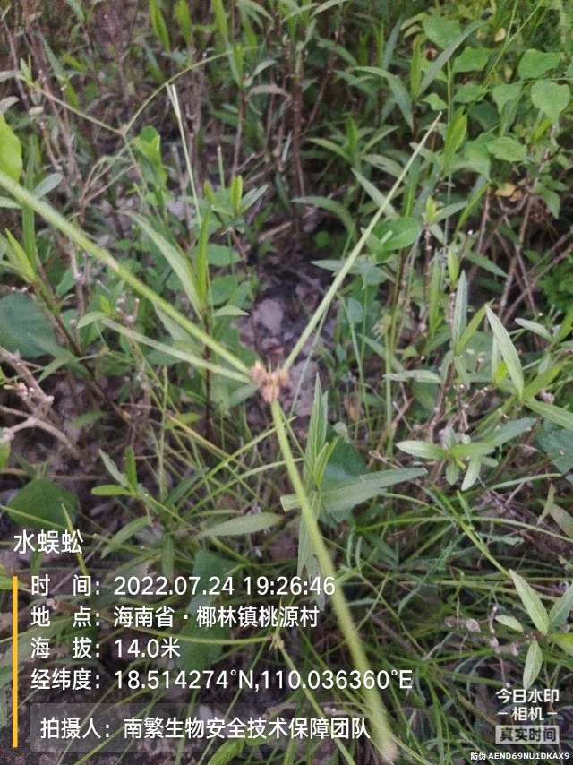水蜈蚣