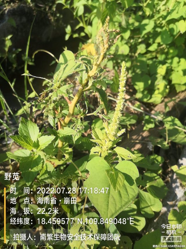 野苋