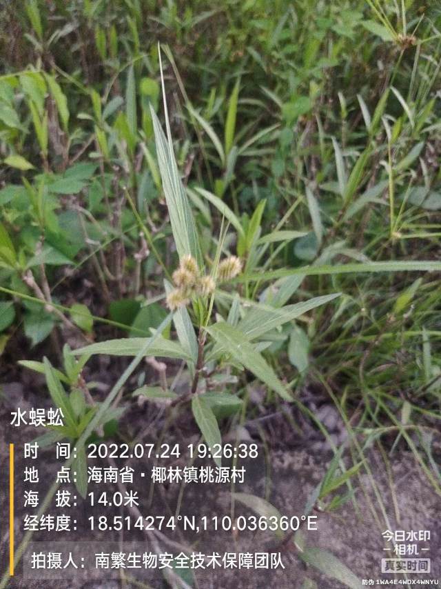 水蜈蚣