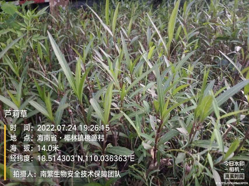芦莉草