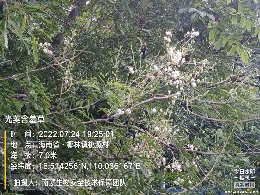 光荚含羞草