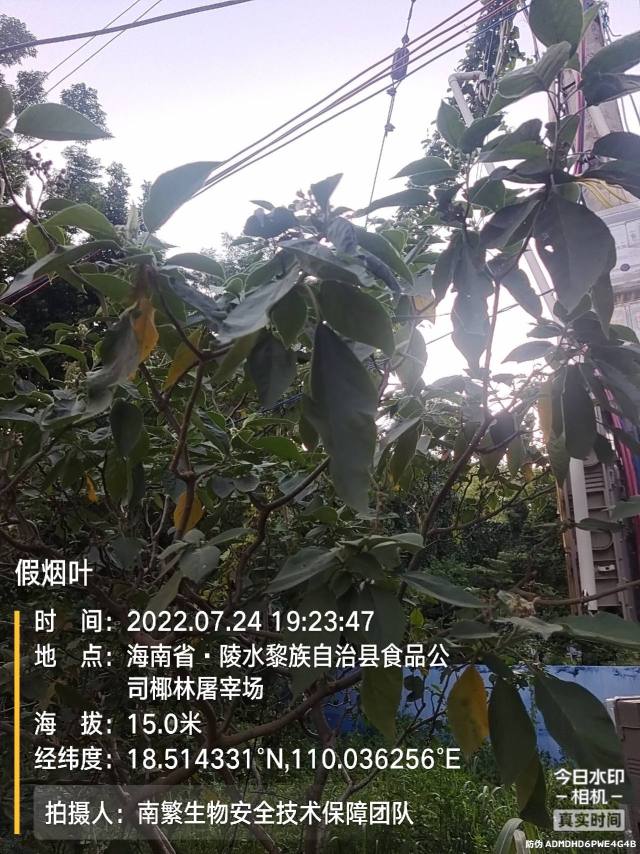 假烟叶