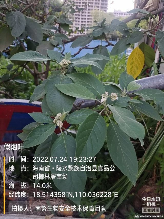 假烟叶