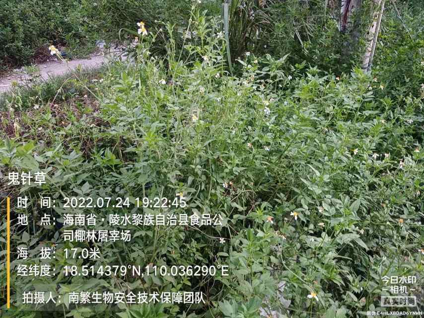 鬼针草