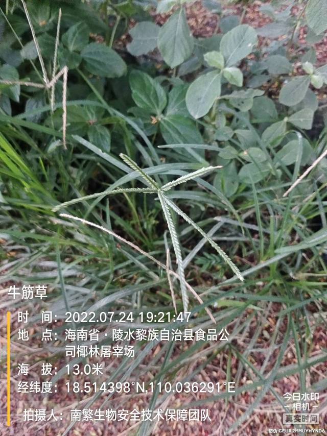 牛筋草