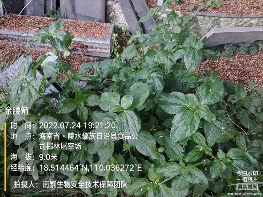 金腰箭