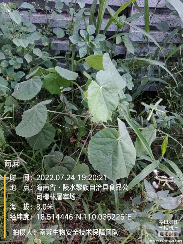 苘麻