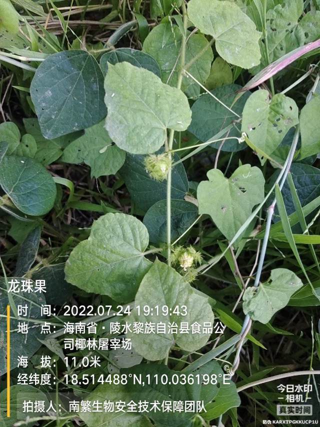 龙珠果