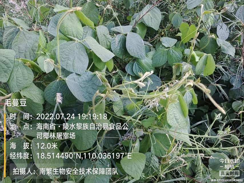 毛蔓豆