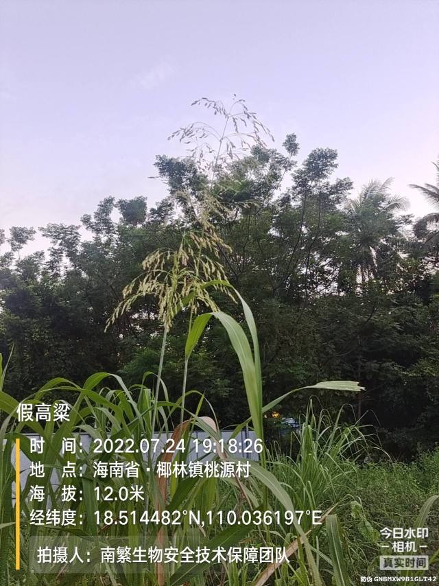 假高粱