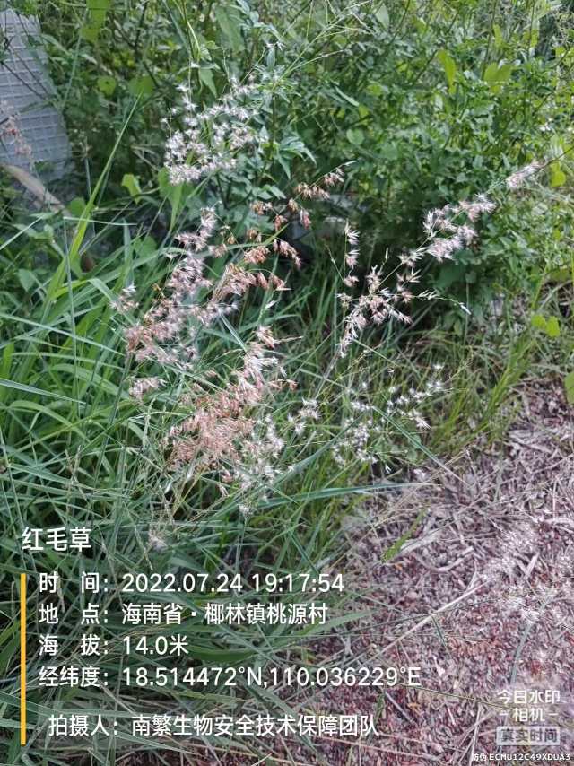 红毛草