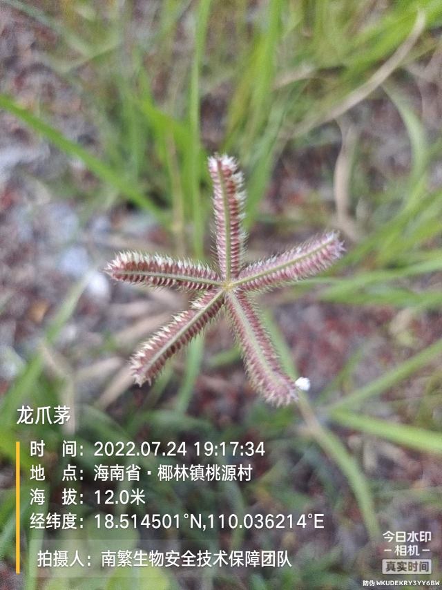 龙爪茅