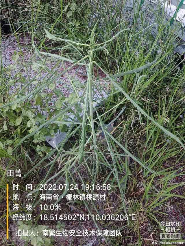 田菁
