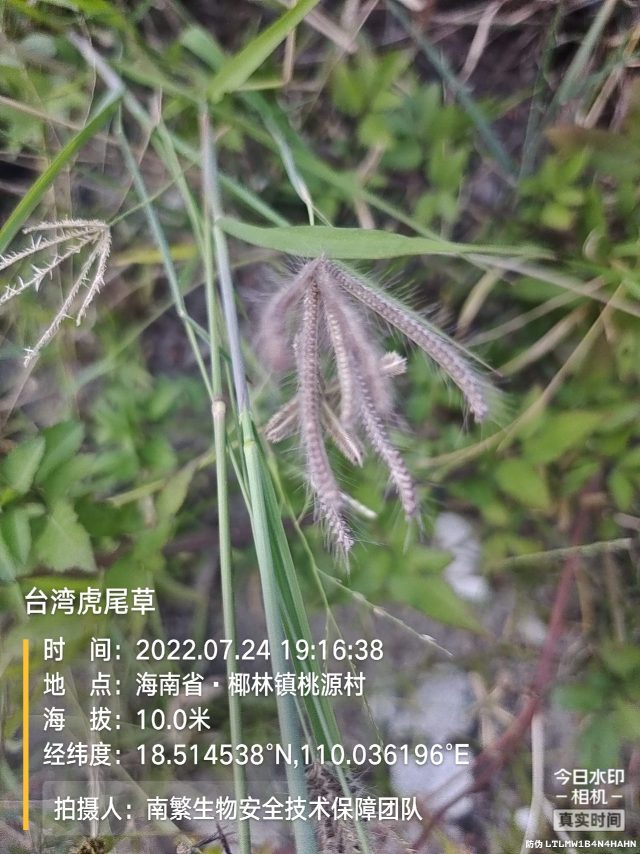 台湾虎尾草