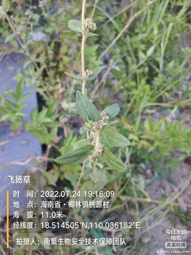 飞扬草