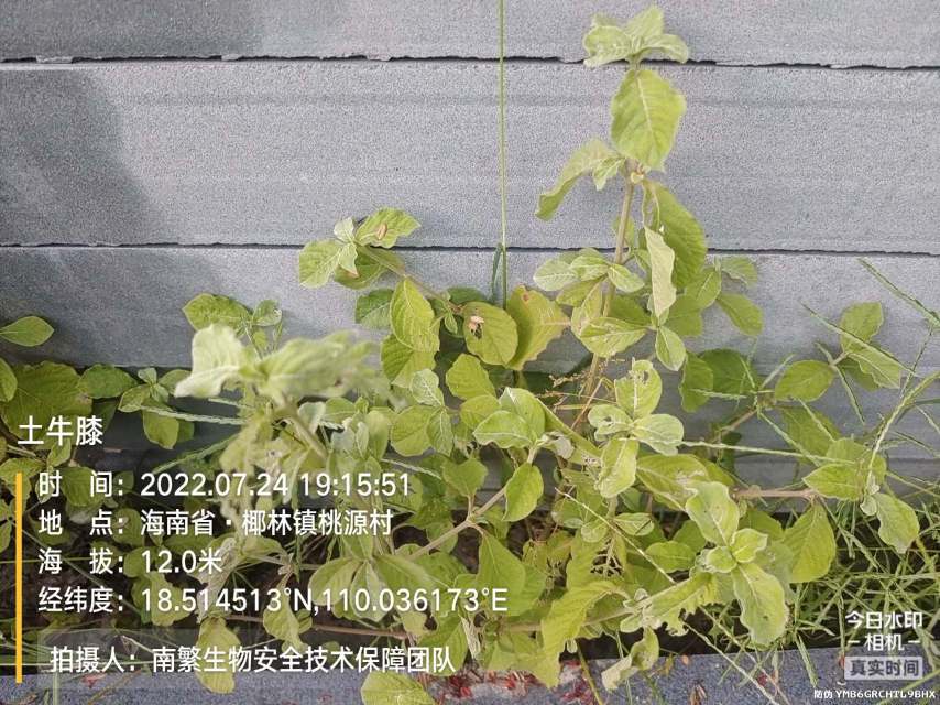 土牛膝