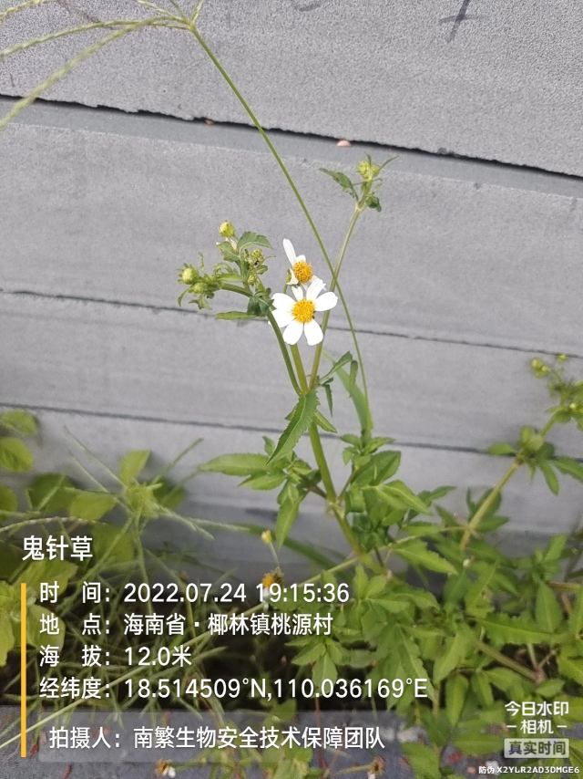 鬼针草