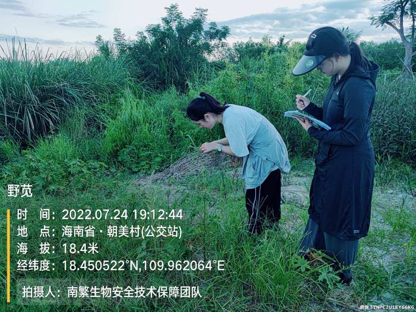 野苋