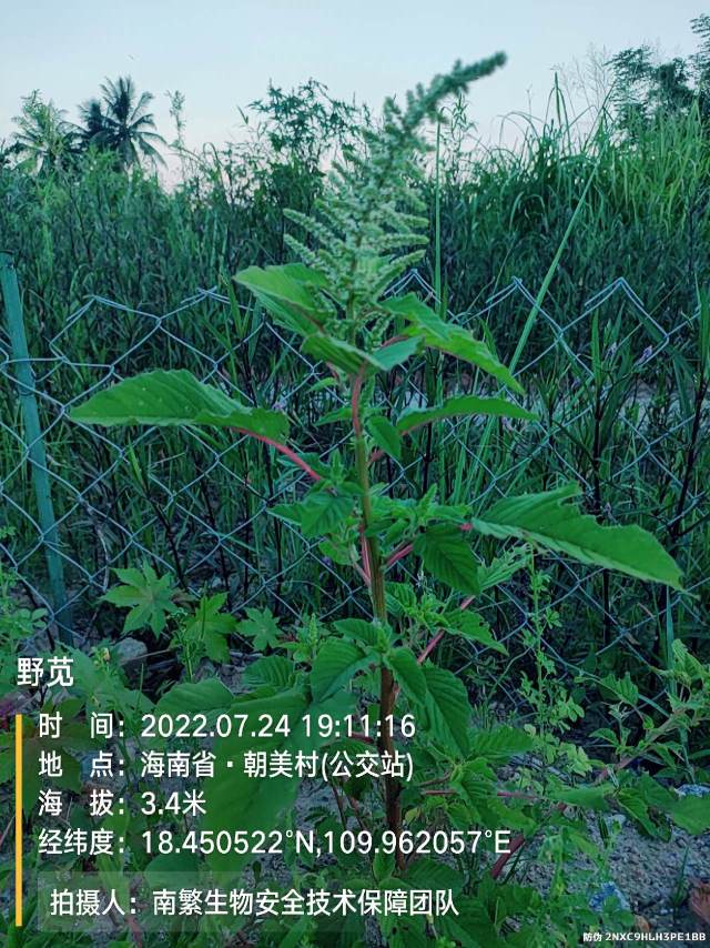 野苋