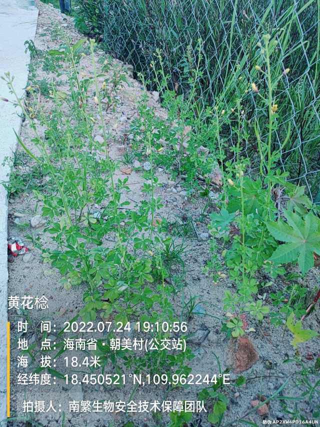 黄花棯
