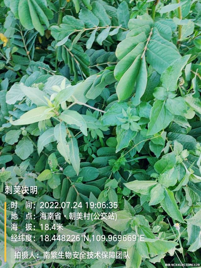 刺荚决明