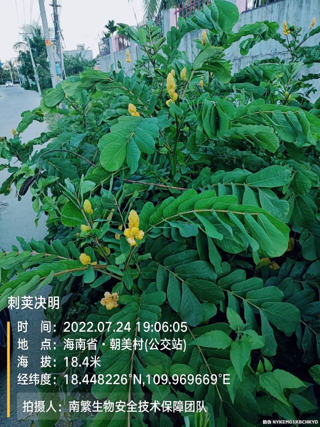 刺荚决明