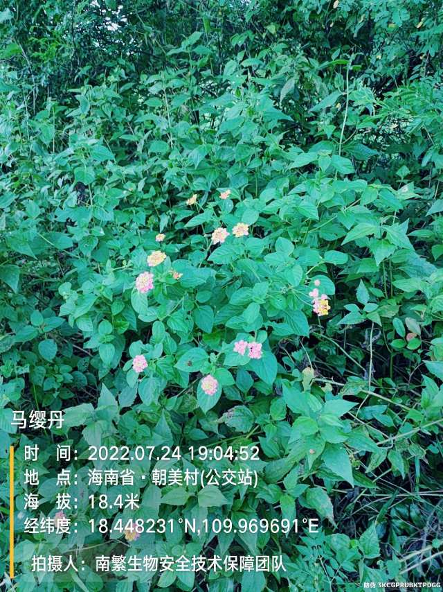 马缨丹