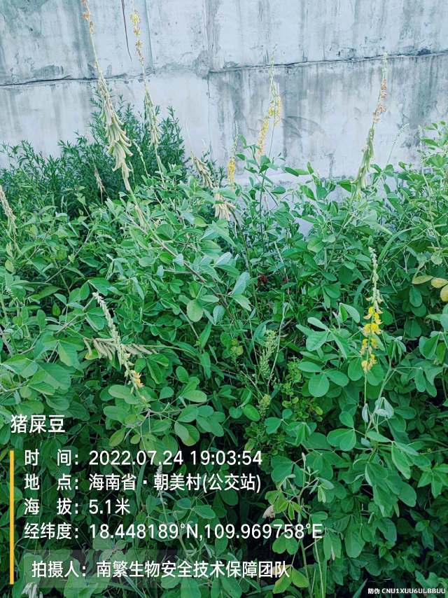 猪屎豆