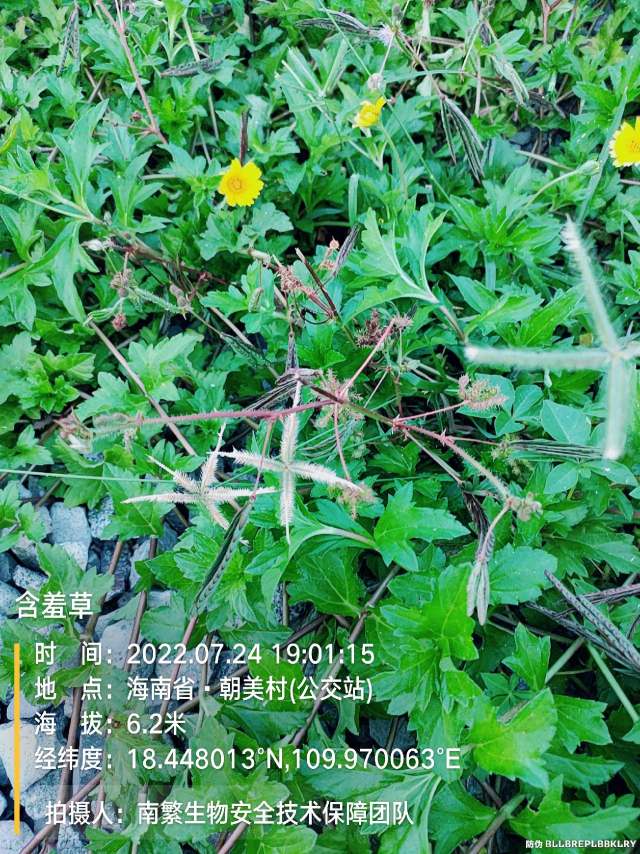 含羞草
