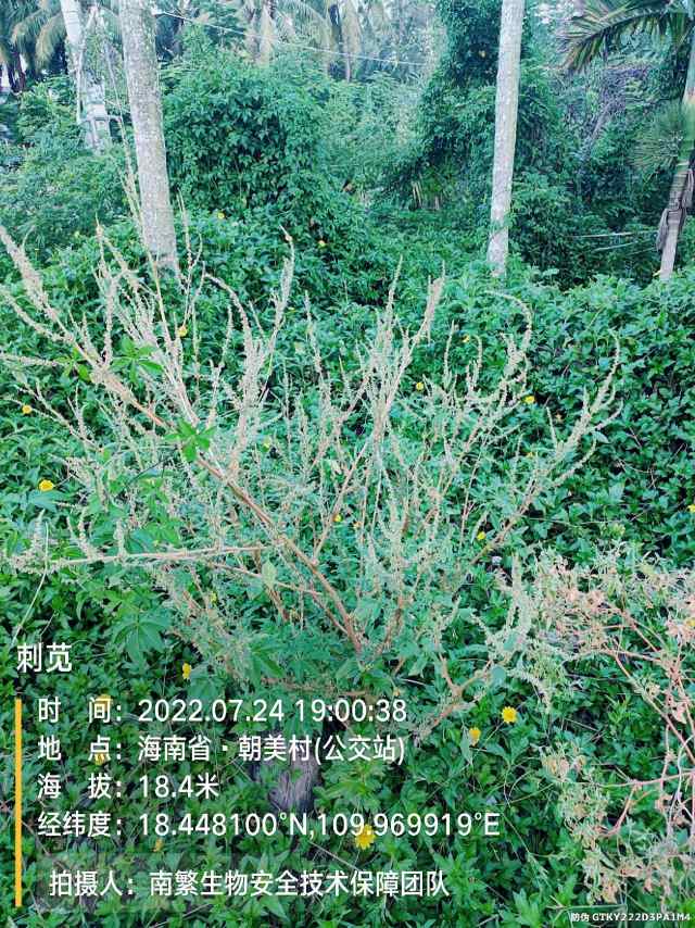 刺苋