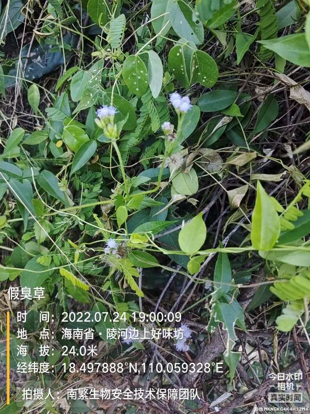 假臭草