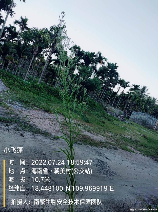 小飞蓬