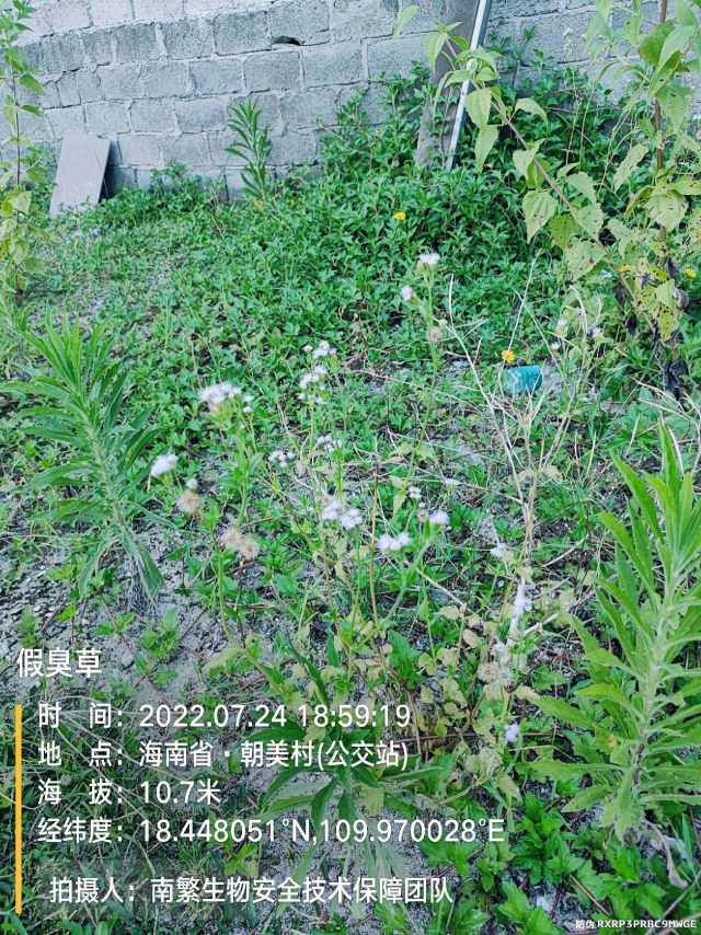 假臭草