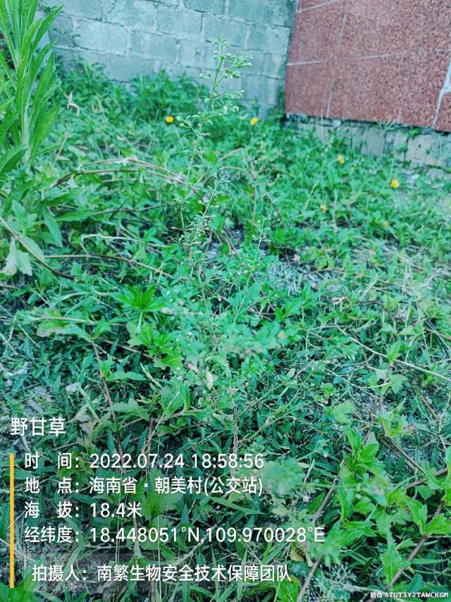 野甘草