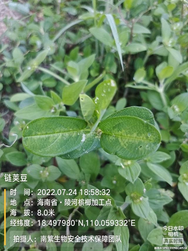 链荚豆