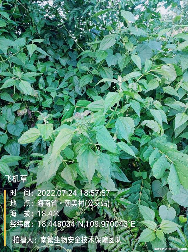 飞机草