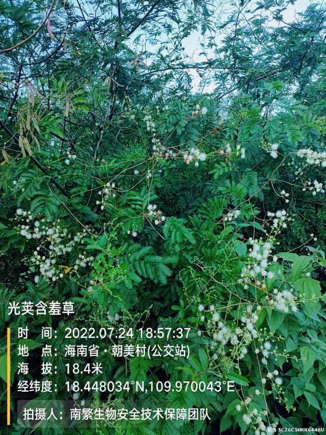 光荚含羞草