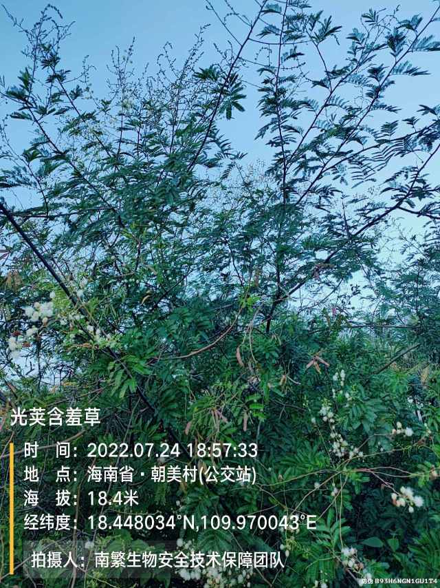 光荚含羞草
